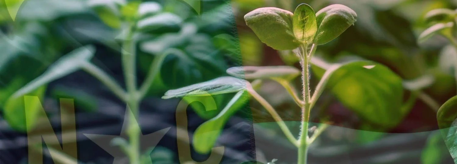 A close-up of rows of small plants with a transparent image of the NC flag covering the plants.